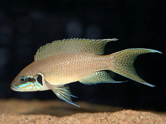 NEOLAMPROLOGUS BRICHARDI