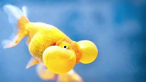 ORANDA BUBBLE EYES 5-6CM