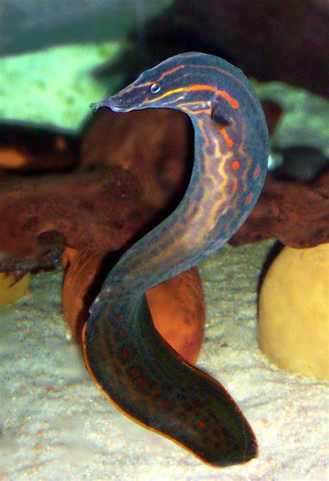MASTACEMBALO ERYTHROTENIA 10 CM