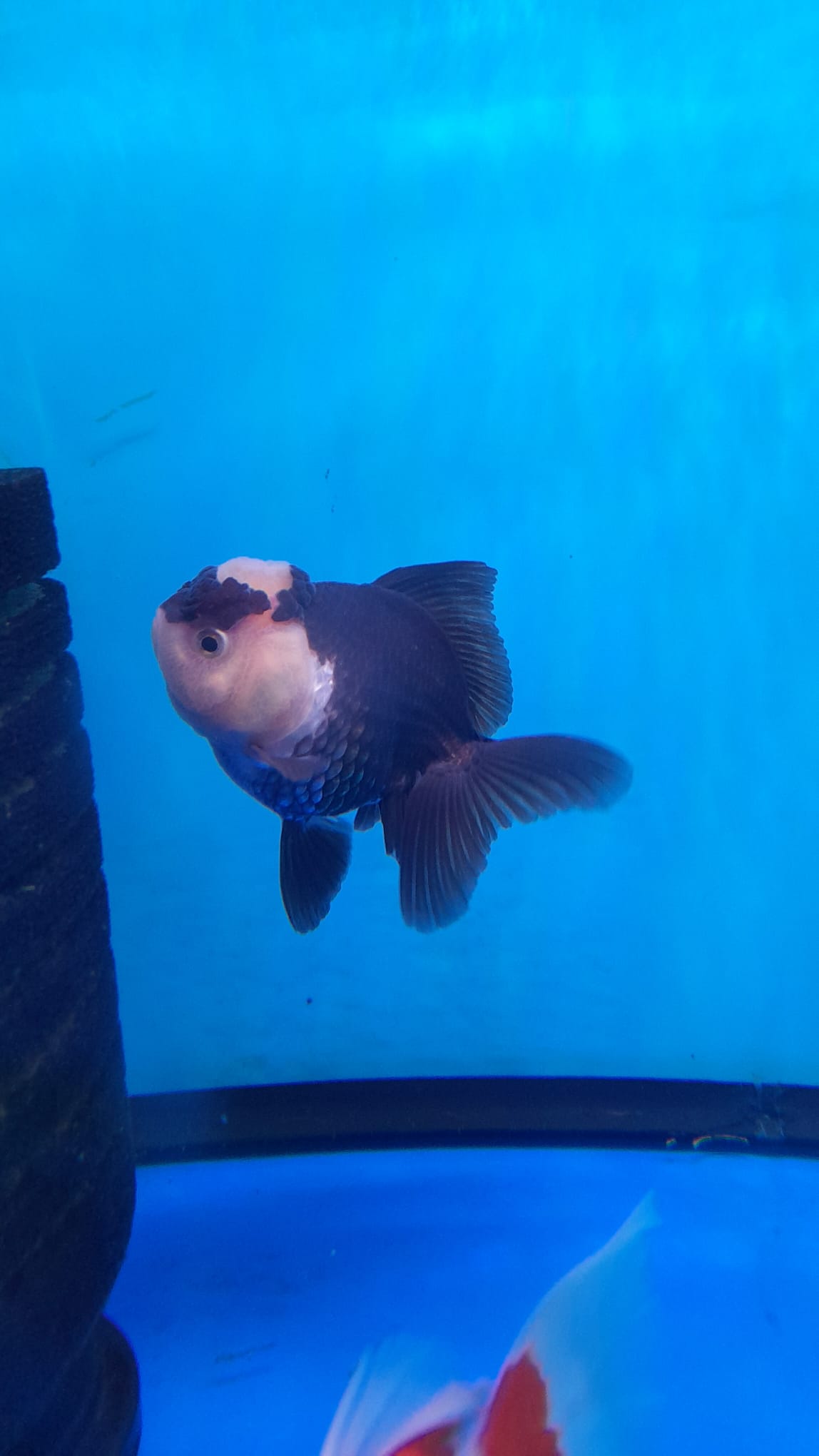 ORANDA PANDA 8-9CM