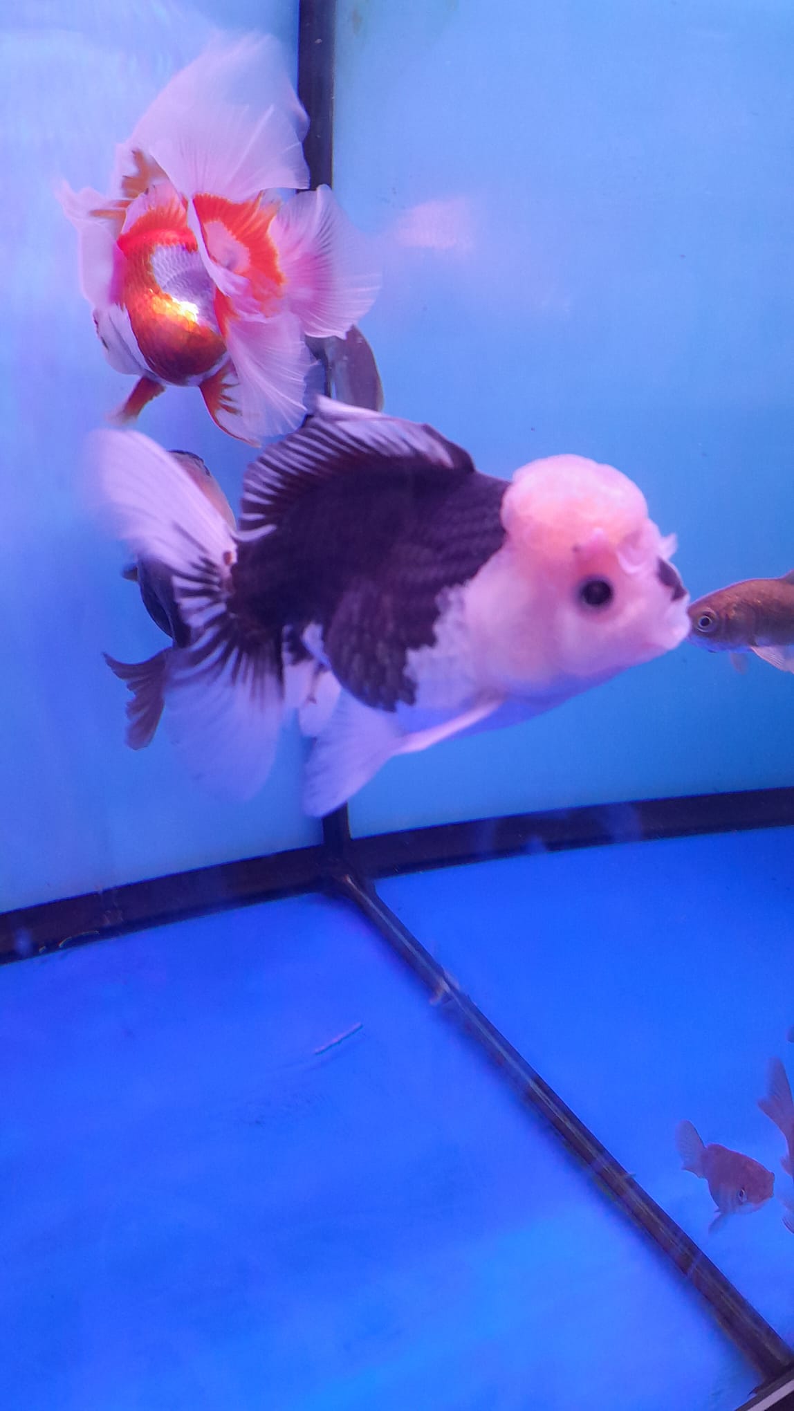 ORANDA PANDA 8-9CM