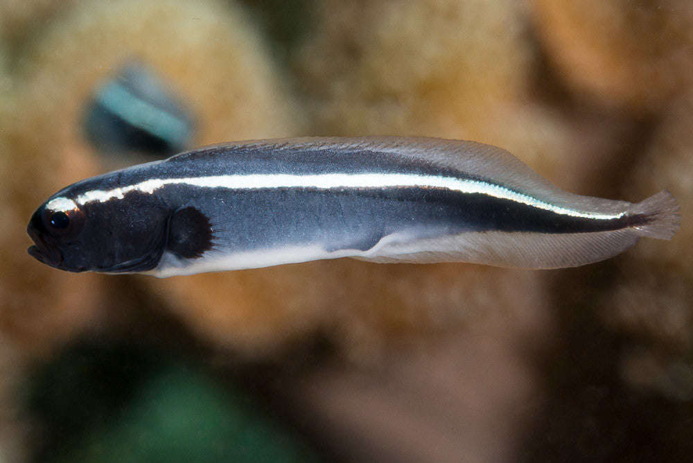 PHOLIDICHTYS LEUCOTENIA