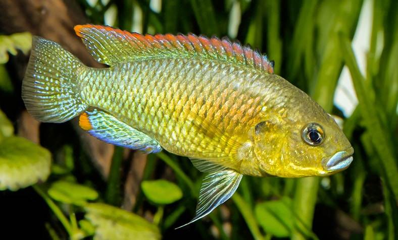 PSEUDOCRENILABRUS PHILANDER DOSPERSUS 3-4CM