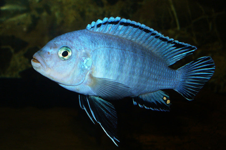 PSEUDOTROPHEUS SOCOLOFI