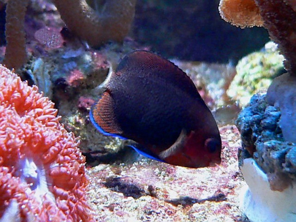 CENTROPIGE FLAVICAUDA PIGMEO