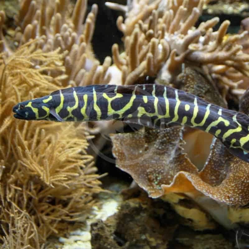 PHOLIDICHTYS LEUCOTENIA