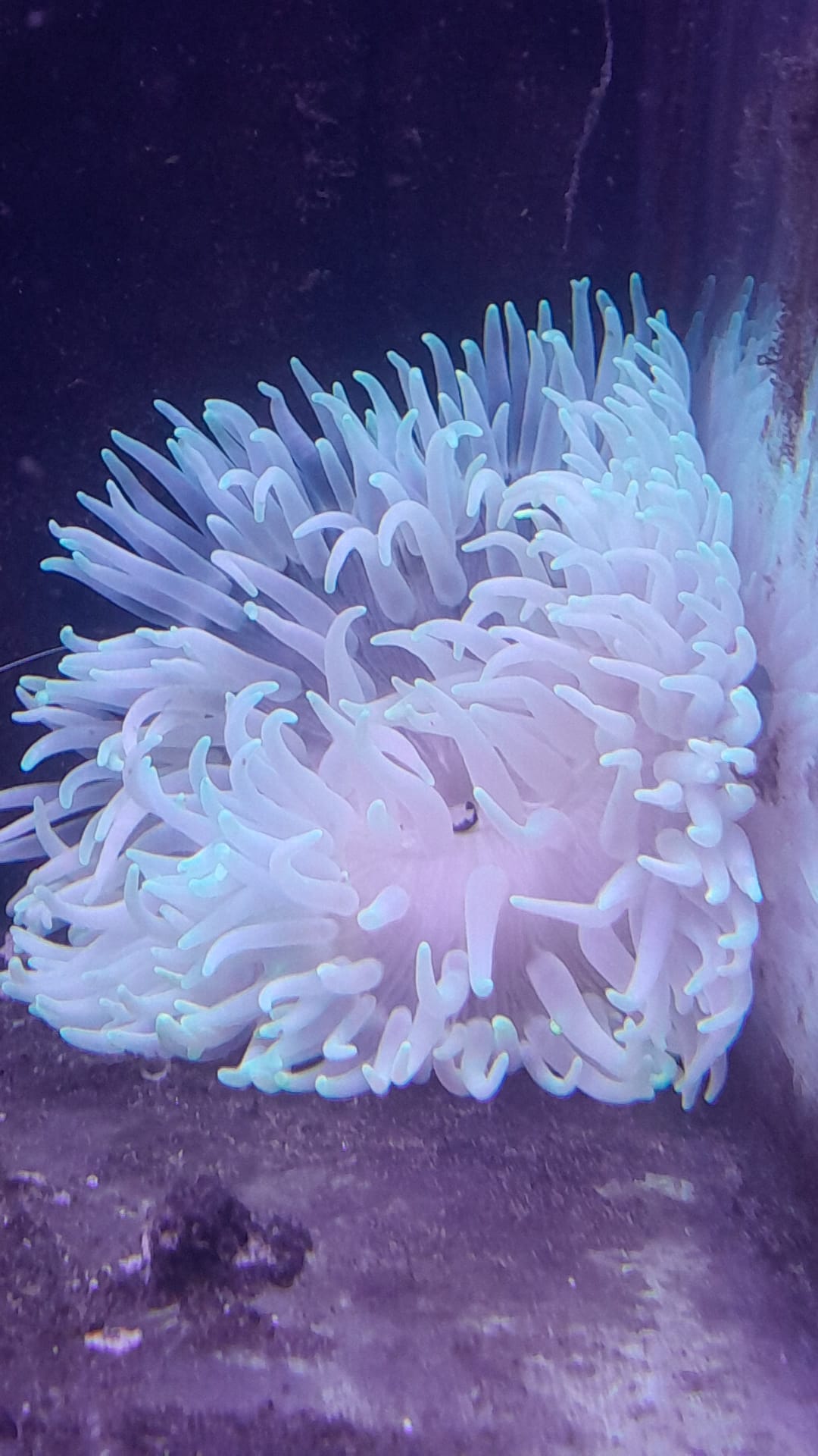 RADIANTHUS LONG TENTACLES