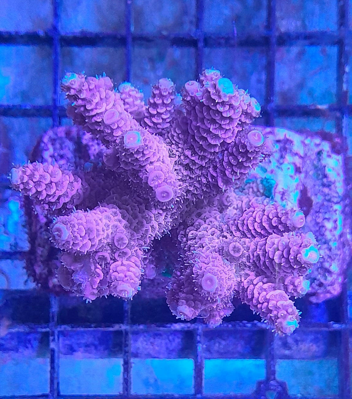 ACROPORA MILLEPORA RED-PINK