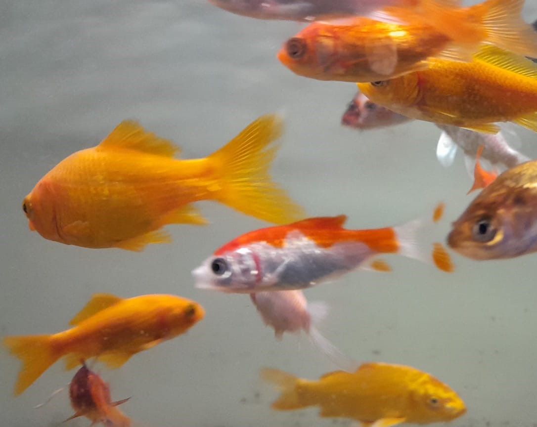 CARASSIUS AURATUS 4-5CM