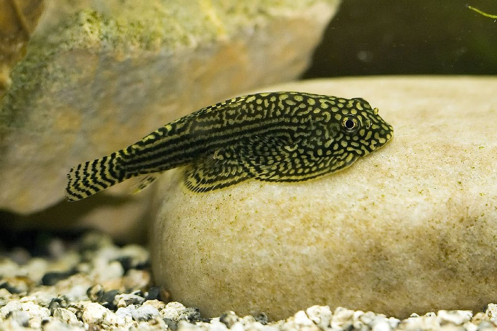 SEWELLIA LINOLEATA