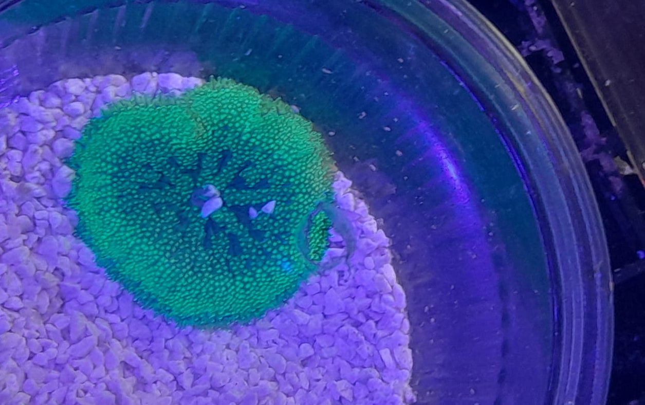 STICHODACTYLA TAPETUM COLORED (MINI CARPET ANEMONE)