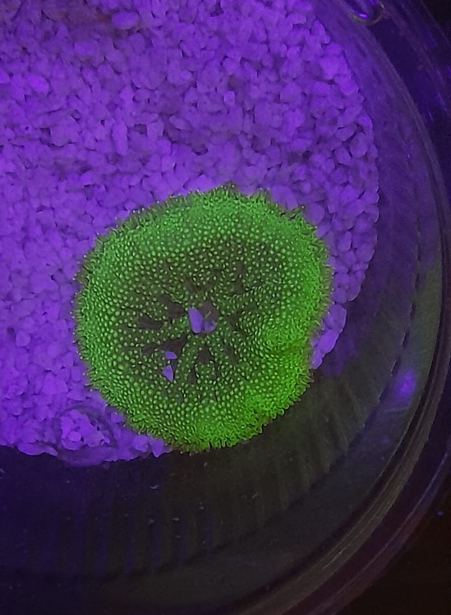 STICHODACTYLA TAPETUM COLORED (MINI CARPET ANEMONE)