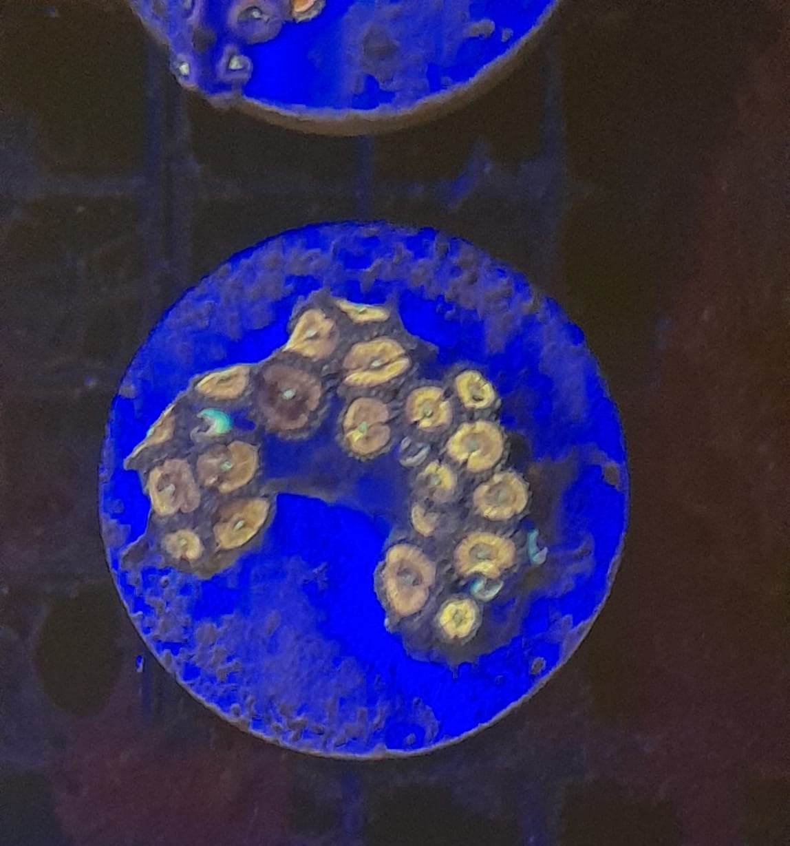 ZOANTHUS PREMIUM FRAG