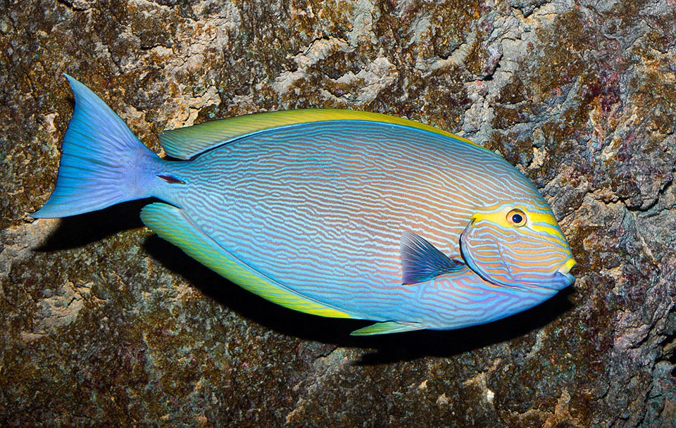 ACANTHURUS MATA SMALL