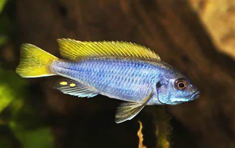 PSEUDOTROPHEUS ACEI