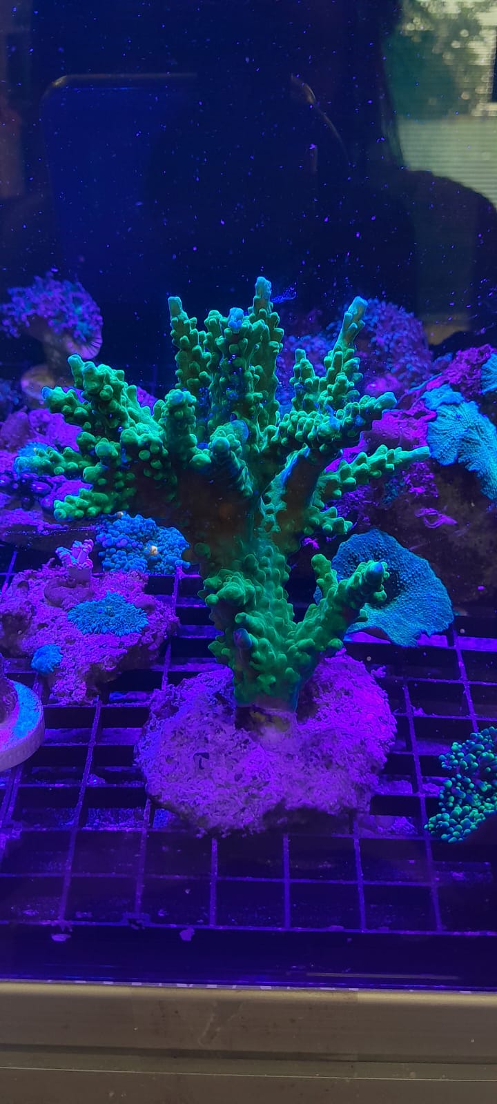 ACROPORA FORMOSA NEON GREEN