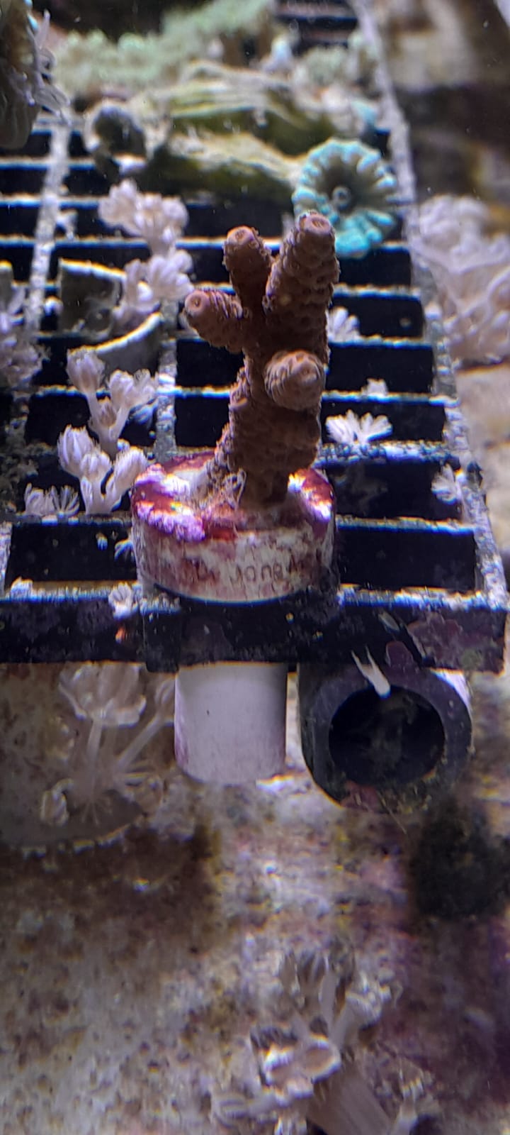 ACROPORA MILLEPORA RED-PINK FRAG