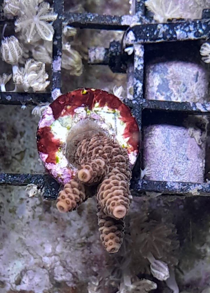 ACROPORA MILLEPORA RED-PINK FRAG