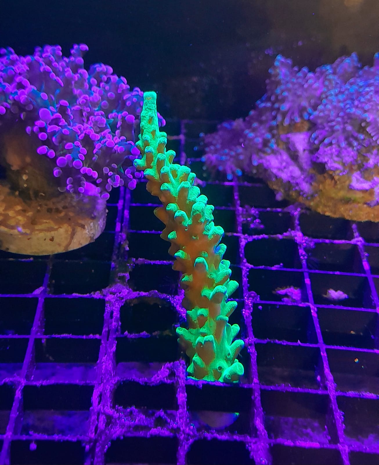 ACROPORA FORMOSA NEON GREEN