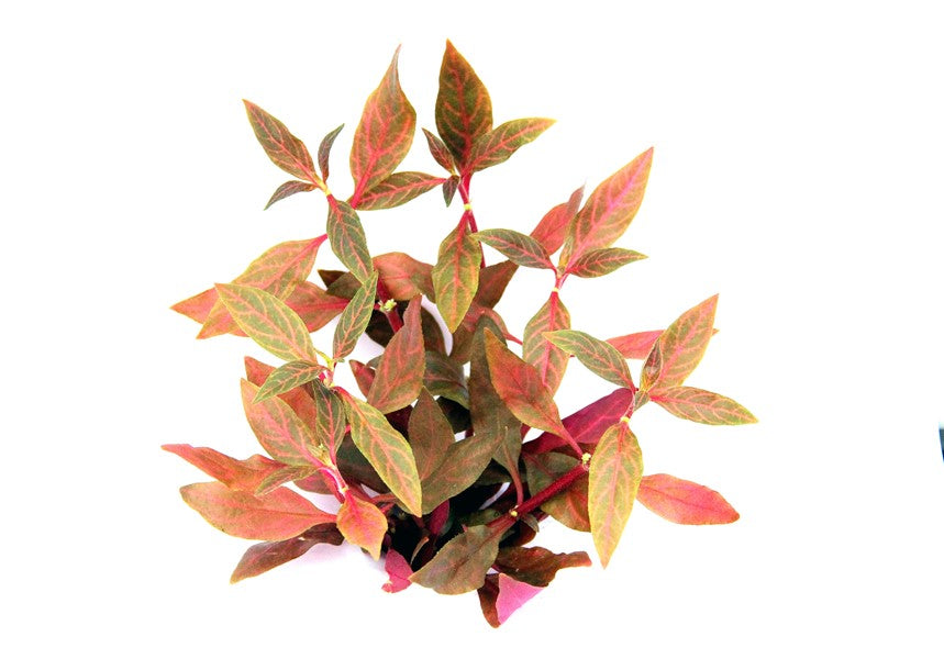 DENNERLE PLANTS - ALTERNANTHERA REINECKII RED RUBY
