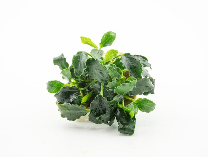 DENNERLE PLANTS - ANUBIAS NANA MINI KIRIN