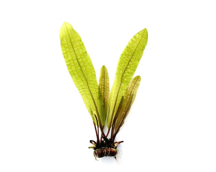 DENNERLE PLANTS - APONOGETON BOIVINIANUS BULBO