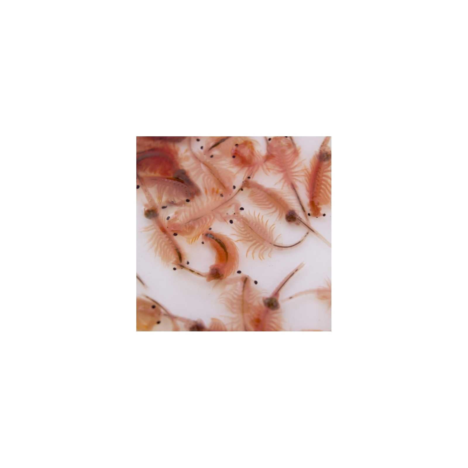 Live is Life - Cibo Vivo Artemia 100ml