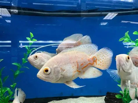 ASTRONOTUS PESCE OSCAR