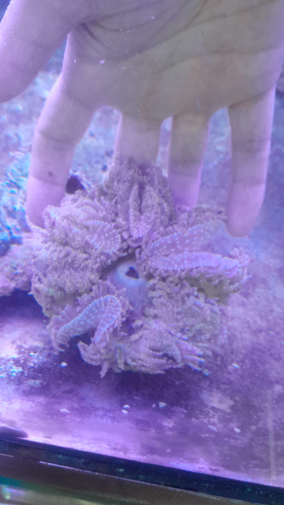 HETERACTIS AURORA GREEN ANEMONE