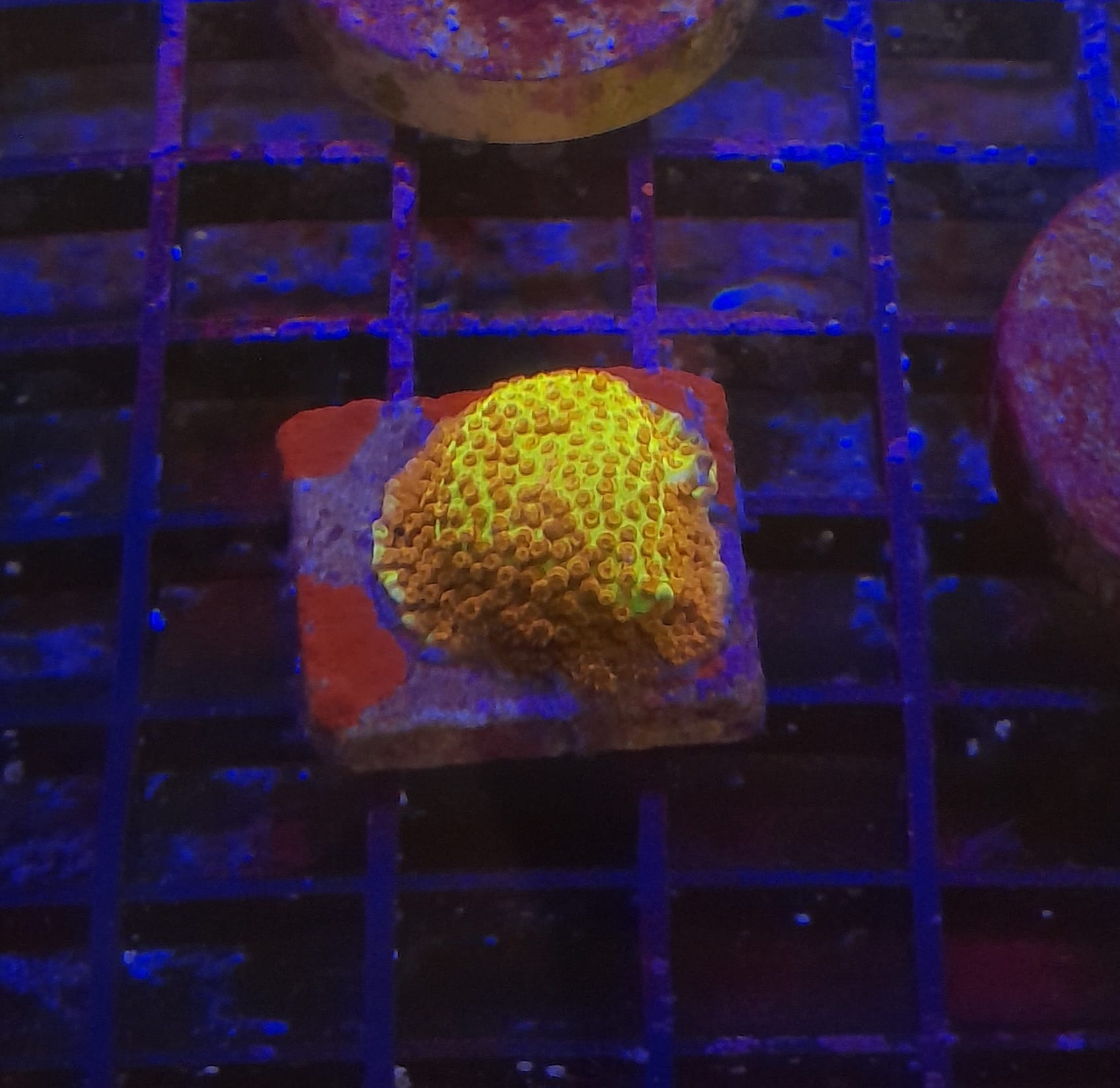 STYLOCHONELLA BURNING BANANA FRAG
