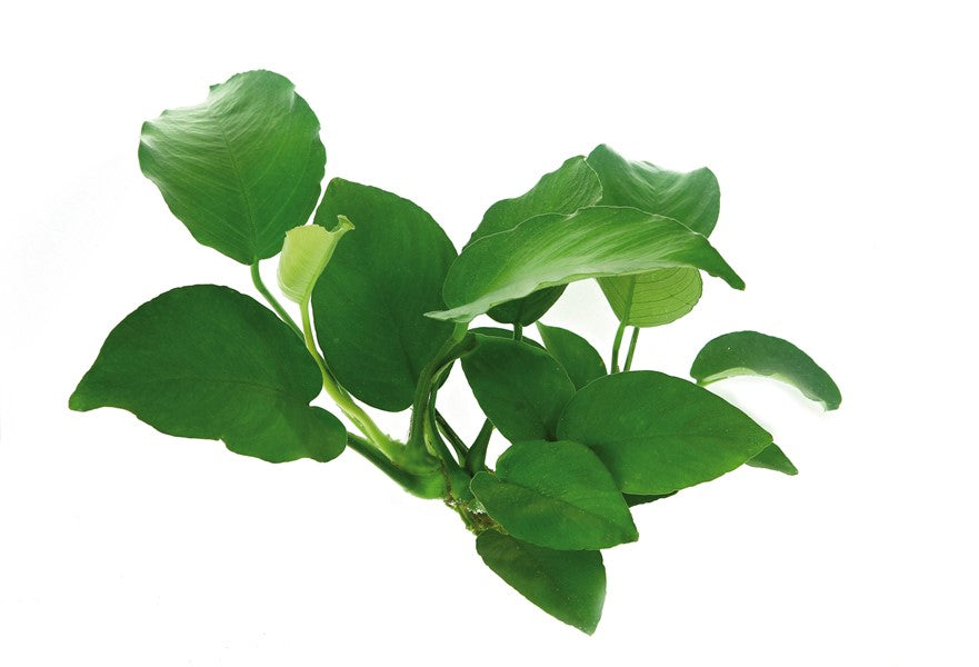 DENNERLE PLANTS - ANUBIAS BARTERI