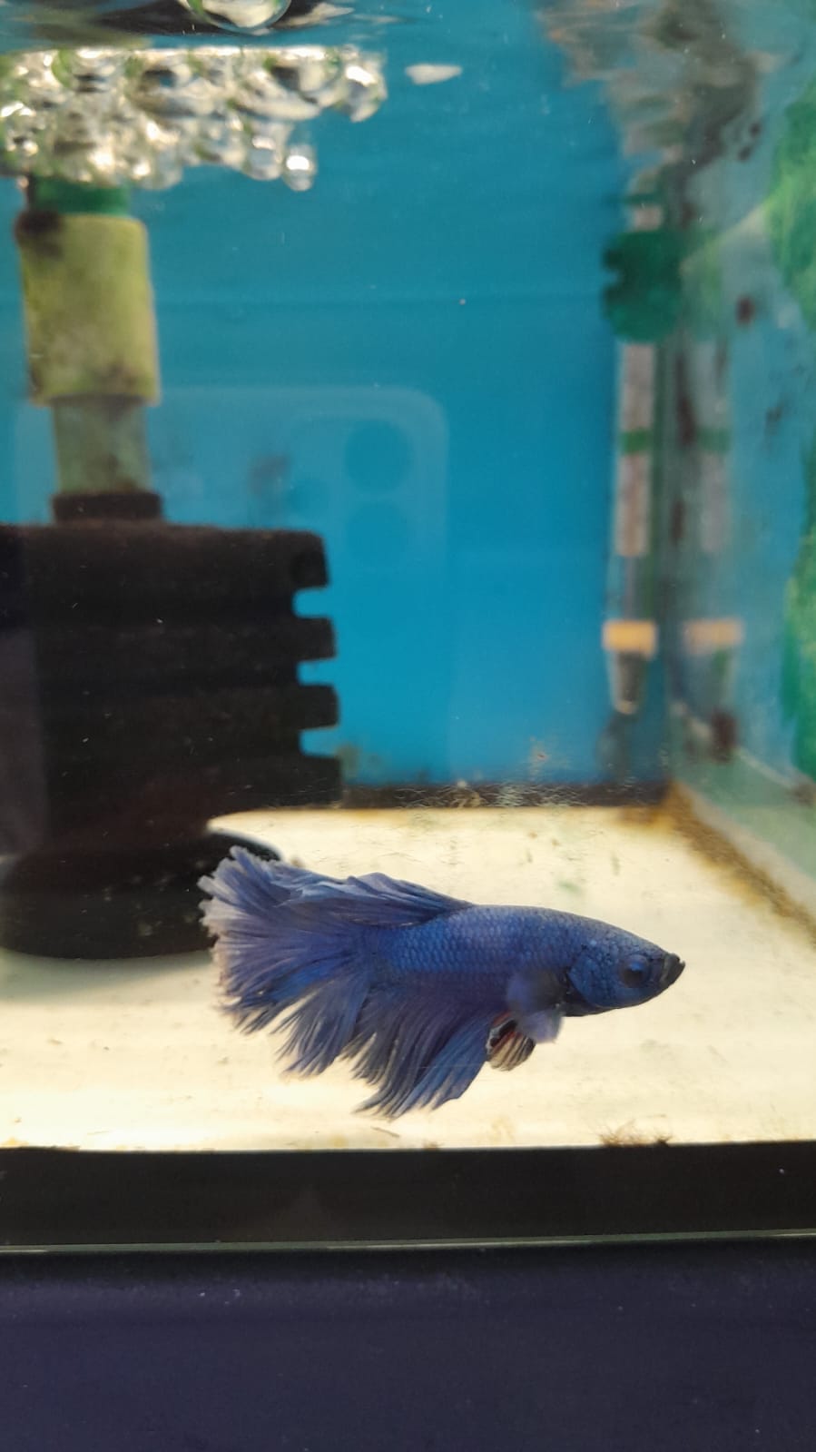 BETTA HALF MOON #5