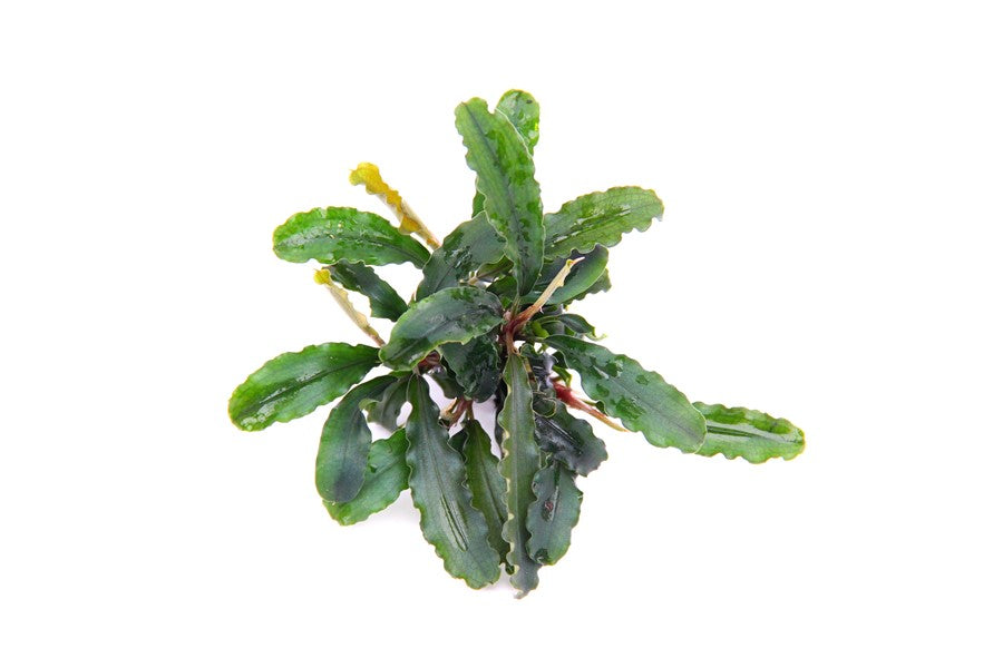 DENNERLE PLANTS - BUCEPHALANDRA RED SCORPIO