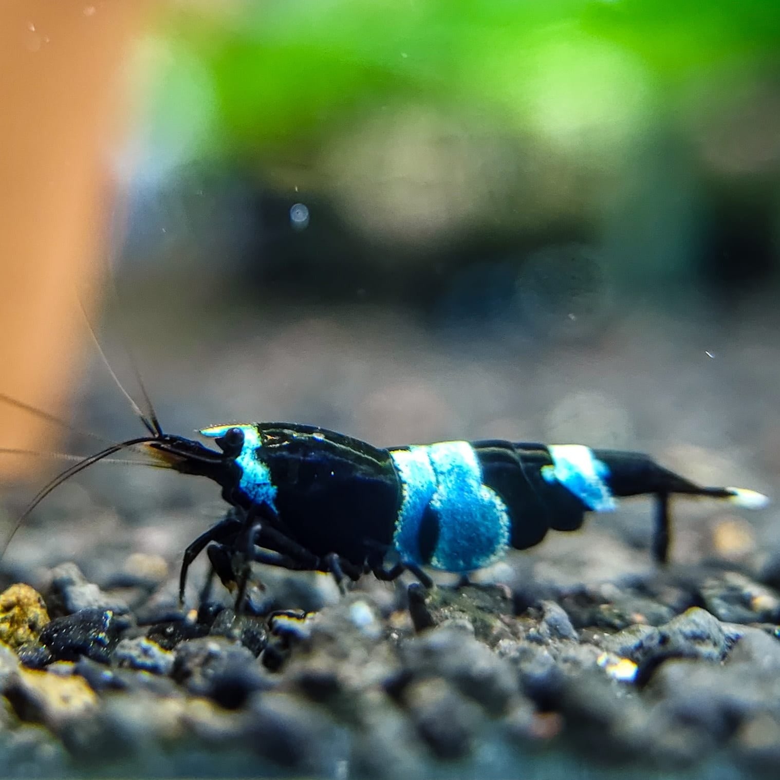 CARIDINA PANDA SHADOW