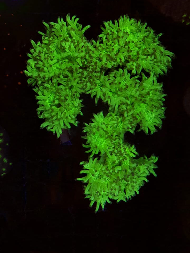 CATALAPHYLLIA JARDINEI