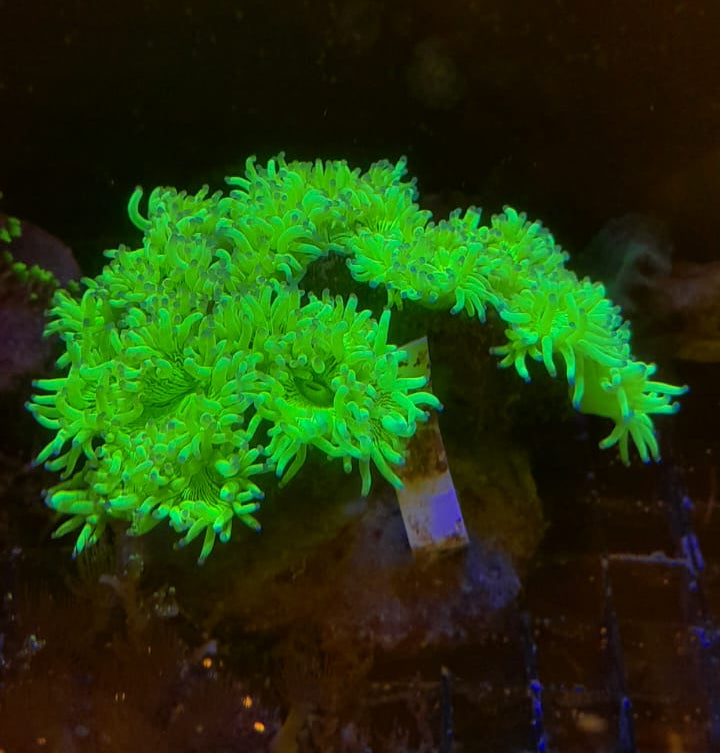 CATALAPHYLLIA JARDINEI