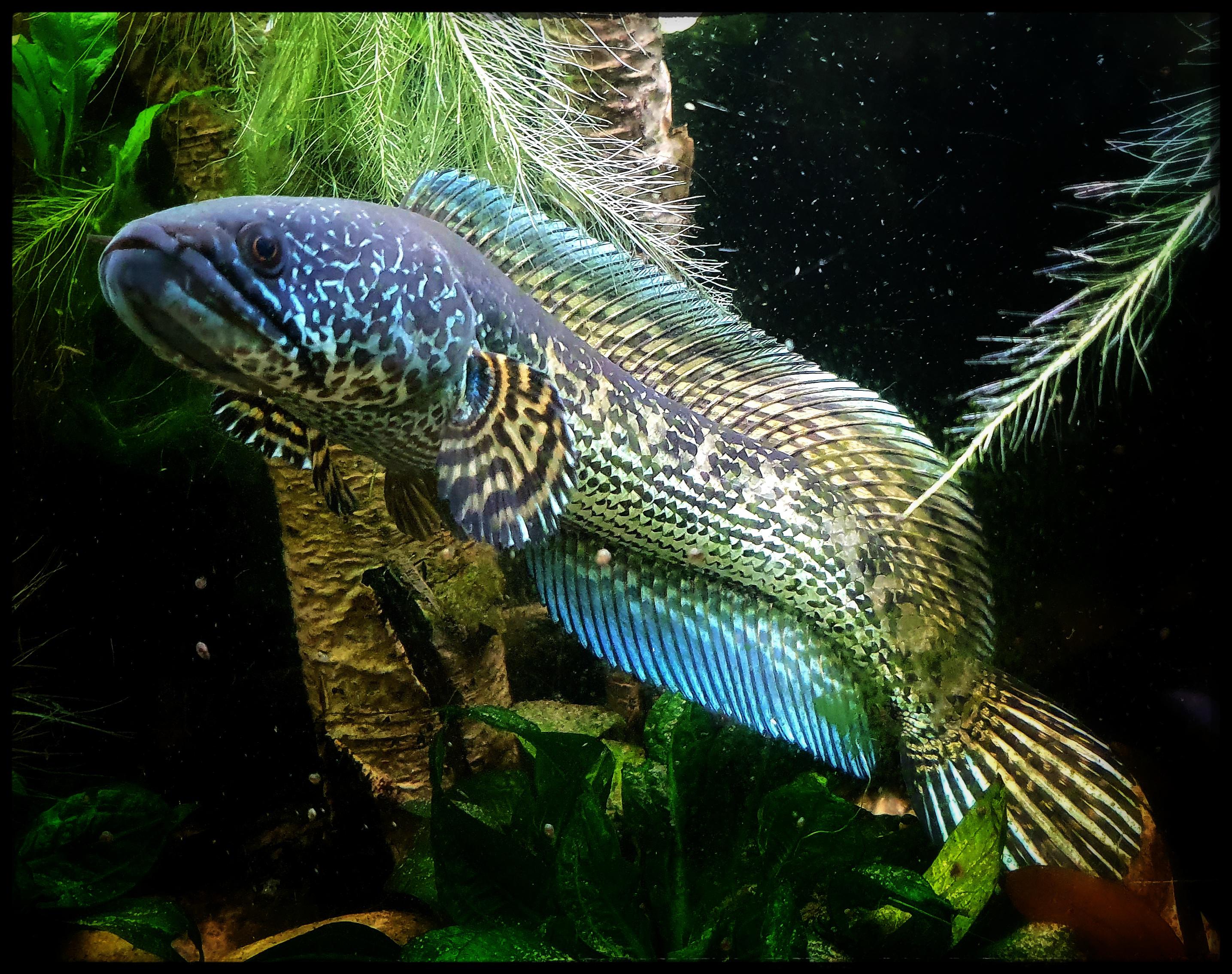 CHANNA AURANTIMACULATA