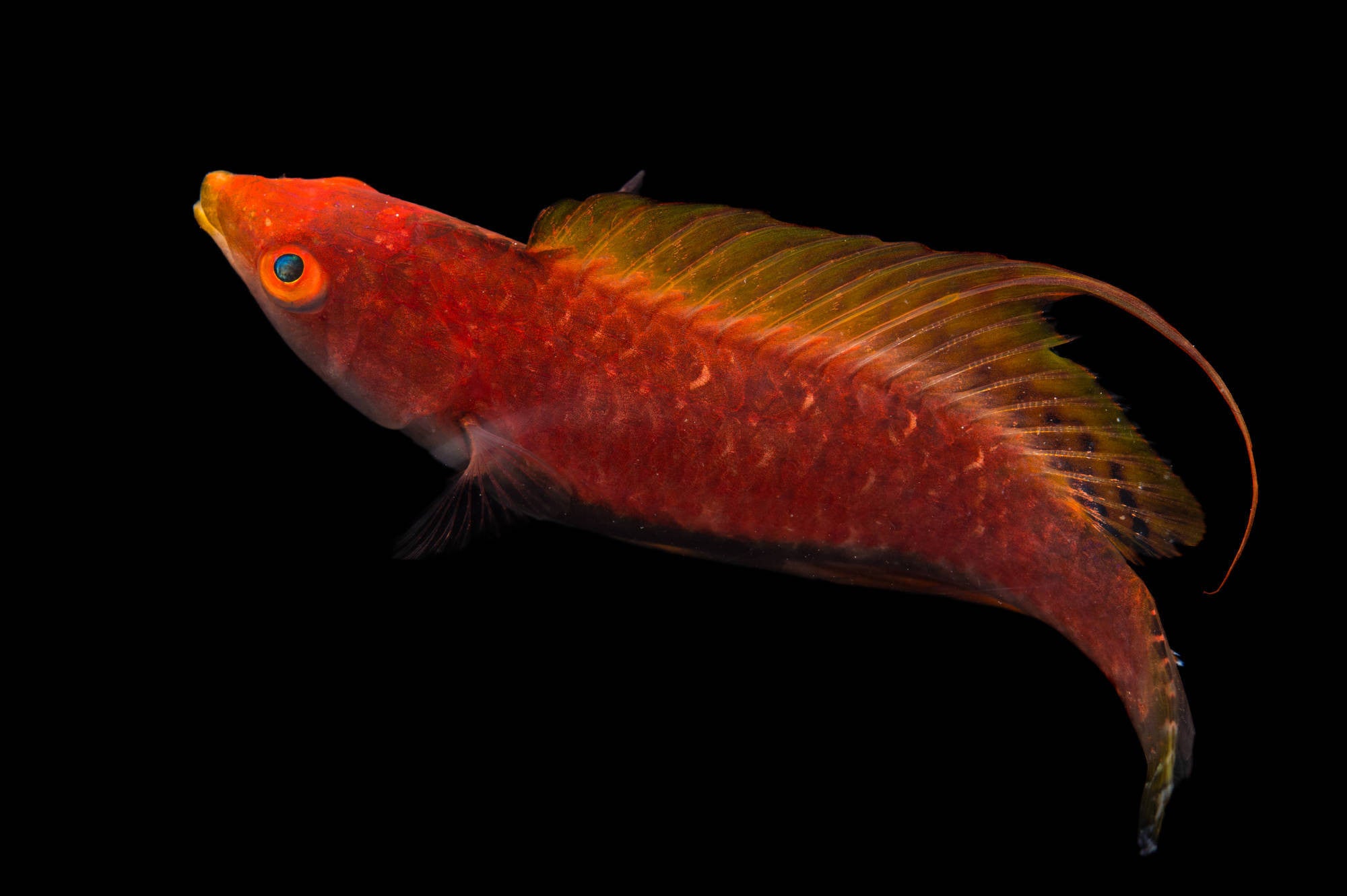 CIRRHILABRUS FILAMENTOSUS