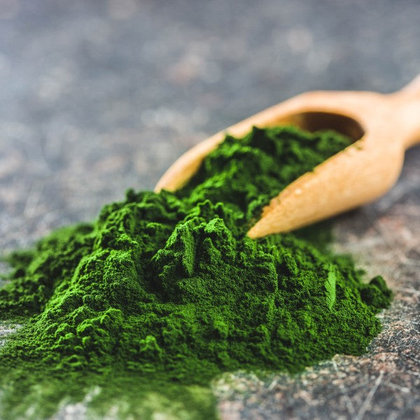 Drak - Aquaristik Chlorella in Polvere 50gr