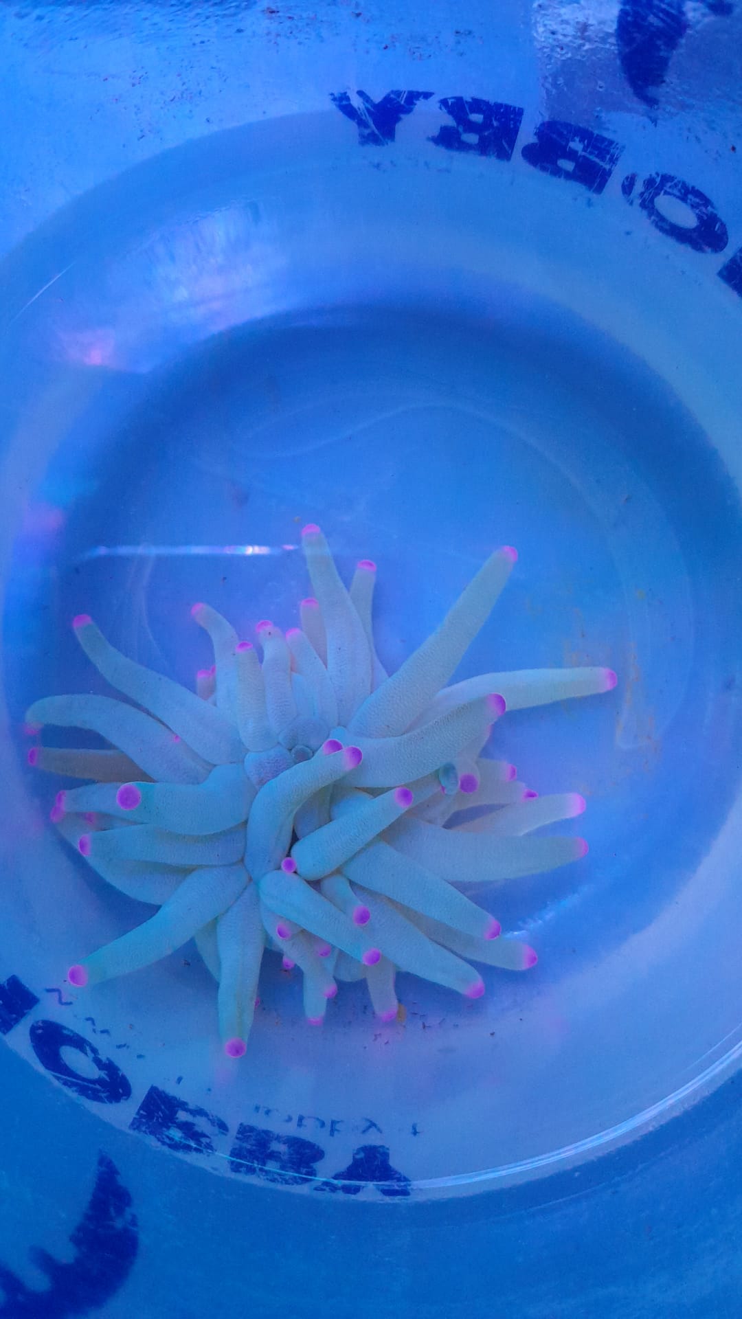 CONDYLACTIS ANEMONE
