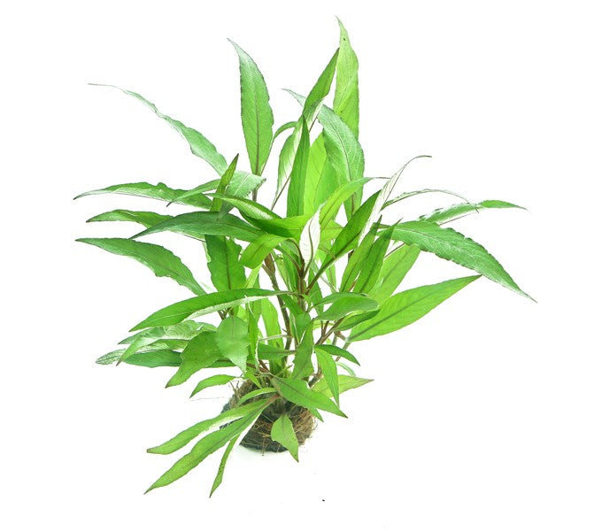DENNERLE PLANTS - HYGROPHILA CORYMBOSA THAILAND
