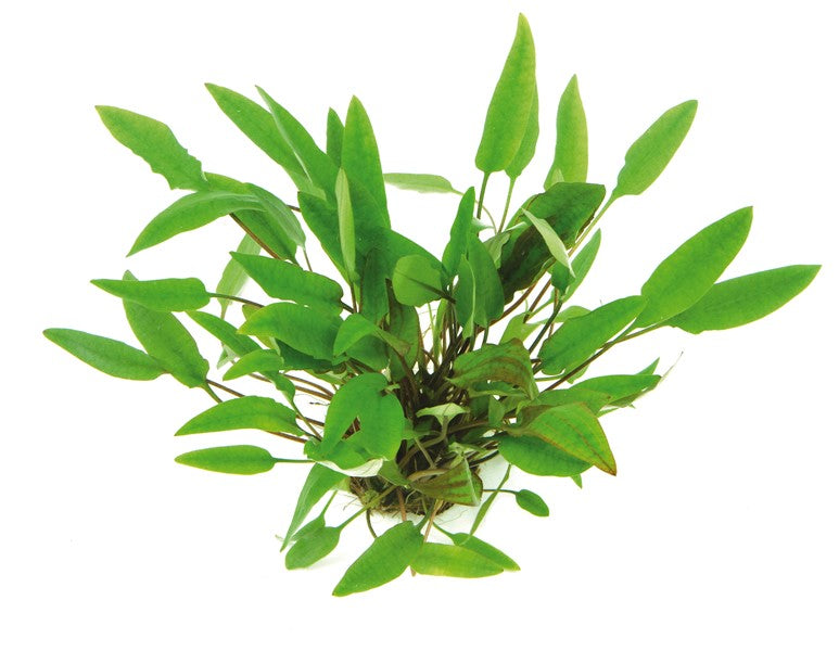 DENNERLE PLANTS - CRYPTOCORYNA AFFINIS