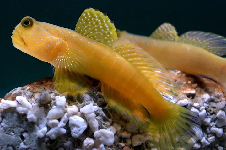 CRYPTOCENTRUS CINTUS