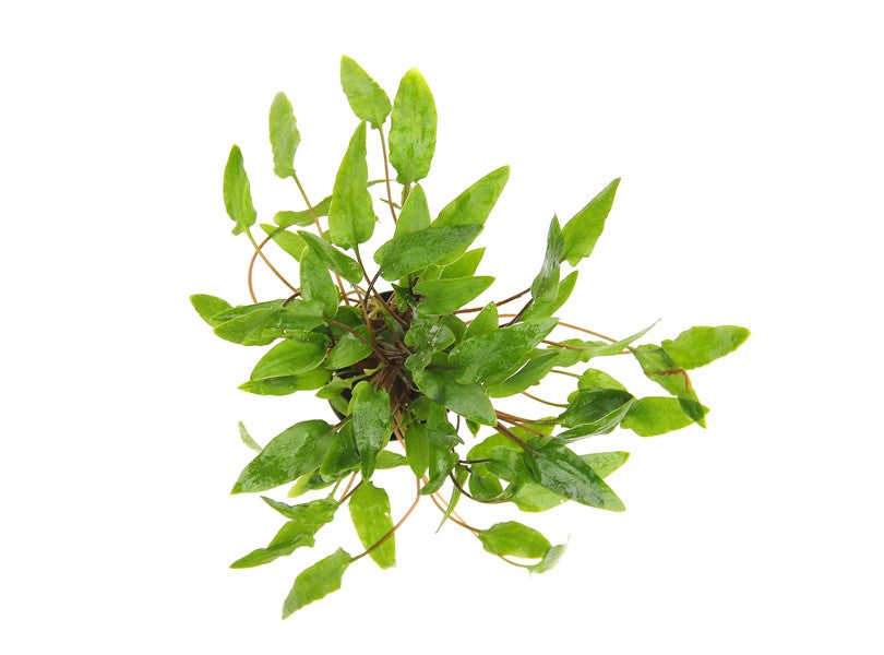 DENNERLE PLANTS - CRYPTOCORYNE WENDTII GREEN