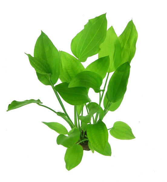 DENNERLE PLANTS - ECHINODORUS ARGENTINENSIS