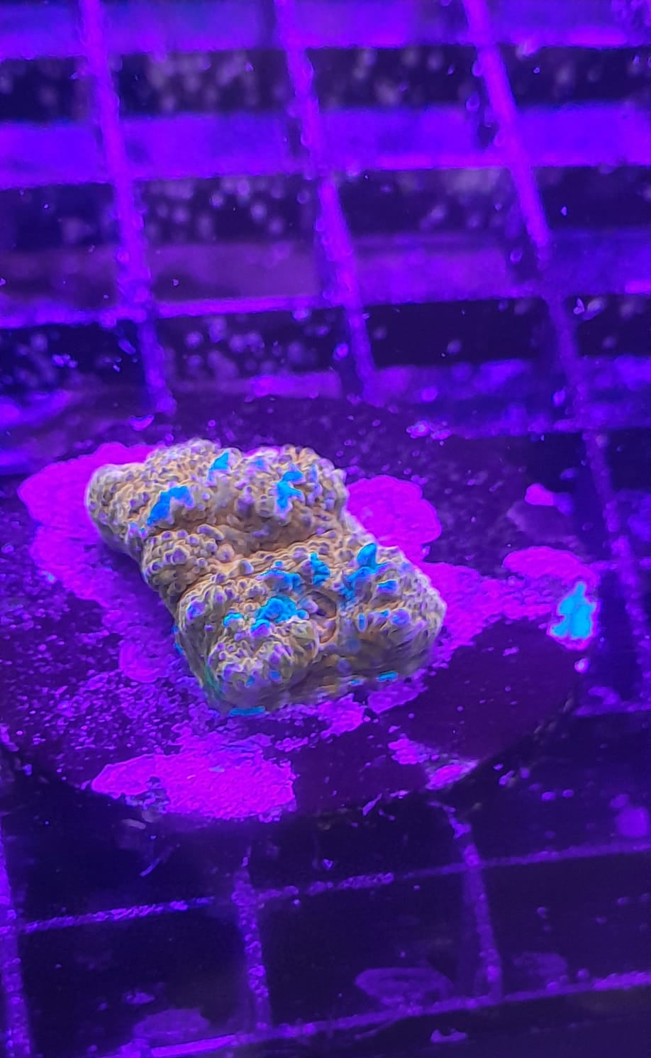 ECHINOPHYLLIA SPP. ULTRA