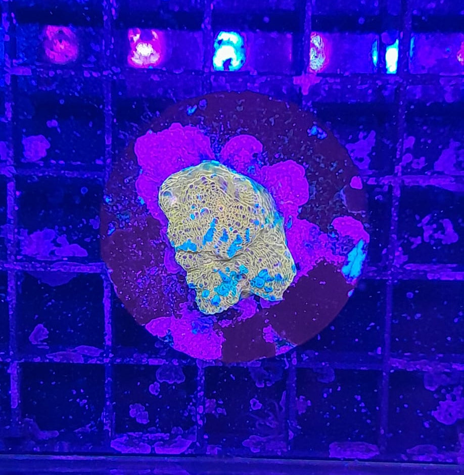 ECHINOPHYLLIA SPP. ULTRA