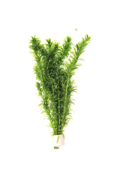 DENNERLE PLANTS - EGERIA DENSA