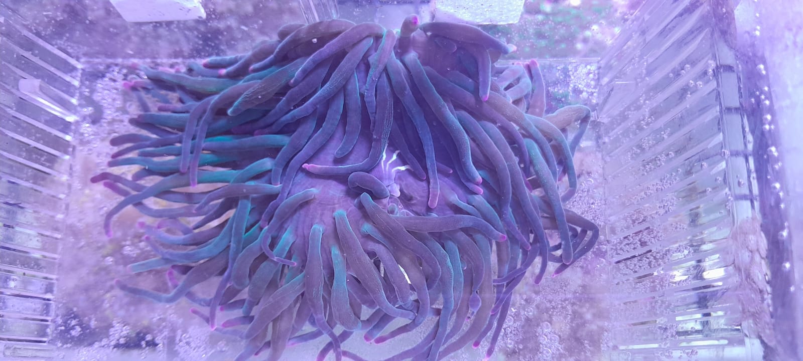 ENTACMEA LONG TENTACLE RED TIP