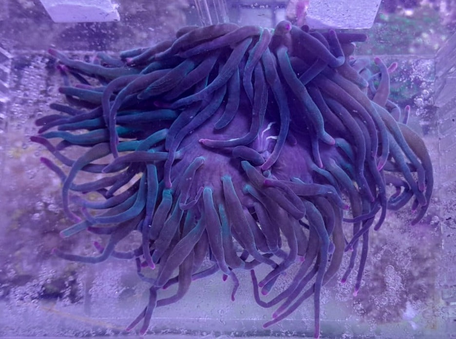 ENTACMEA LONG TENTACLE RED TIP
